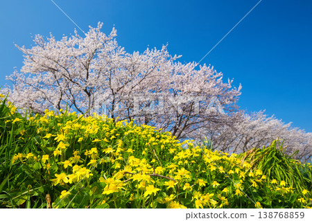 The cherry blossoms are in full bloom along the Kitsunegawa River embankment. 138768859