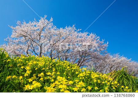 The cherry blossoms are in full bloom along the Kitsunegawa River embankment. 138768860