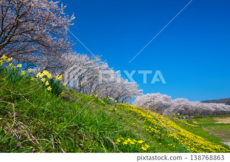 狐川河堤岸邊的櫻花正值盛開。 狐川河堤岸邊的櫻花正值盛開。 138768863