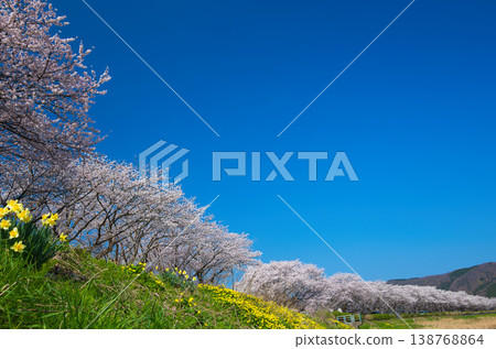The cherry blossoms are in full bloom along the Kitsunegawa River embankment. 138768864