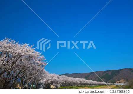 The cherry blossoms are in full bloom along the Kitsunegawa River embankment. 138768865