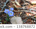春季開花的龍膽：龍膽的小而藍紫色的花朵。 138768872