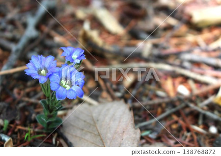 春季開花的龍膽：龍膽的小而藍紫色的花朵。 138768872