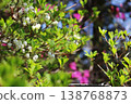 垂吊燈心草（Enkianthus perulatus）的白色小花在春天盛開。 138768873