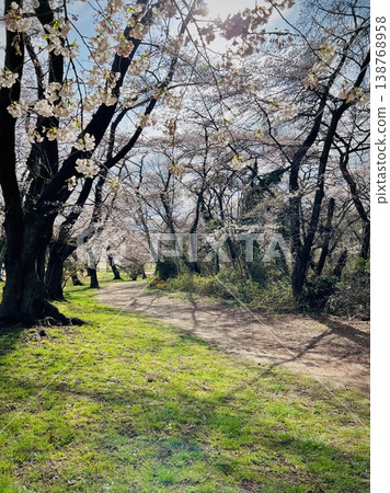 A spring stroll along a park path lined with cherry blossoms. A spring stroll along a park path lined with cherry blossoms. 138768958