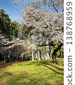 春日公園景色，藍天白雲下，草坪上櫻花盛開。 138768959