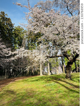 春日公園景色,藍天白雲下,草坪上櫻花盛開。 春日公園景色,藍天白雲下,草坪上櫻花盛開。 138768959