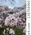 盛開的櫻花特寫－柔和的春日背景圖。 138768960