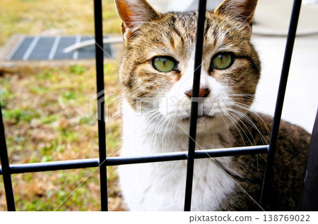 A cat staring from beyond the fence A cat staring from beyond the fence 138769022