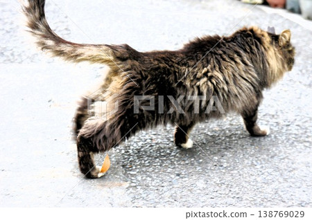 A cat walking while stretching A cat walking while stretching 138769029