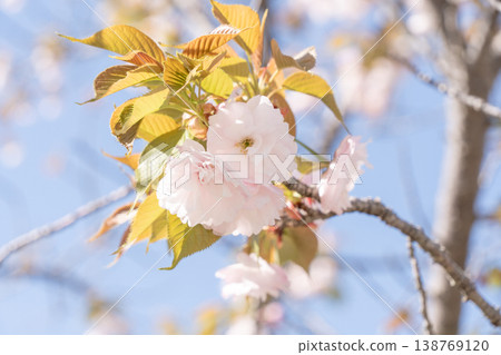 Cherry blossoms stand out against the blue sky; a spring scene past its peak bloom. Cherry blossoms stand out against the blue sky; a spring scene past its peak bloom. 138769120