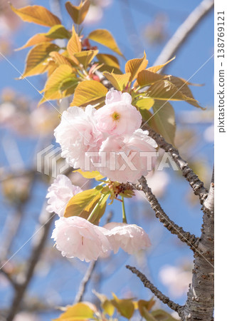 Cherry blossoms stand out against the blue sky; a spring scene past its peak bloom. Cherry blossoms stand out against the blue sky; a spring scene past its peak bloom. 138769121