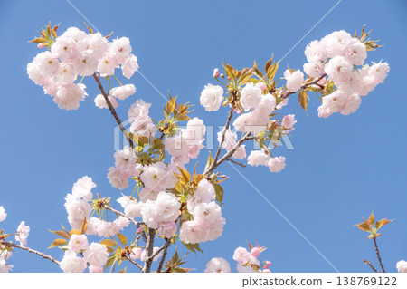Cherry blossoms stand out against the blue sky; a spring scene past its peak bloom. Cherry blossoms stand out against the blue sky; a spring scene past its peak bloom. 138769122
