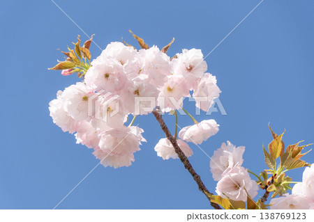 Cherry blossoms stand out against the blue sky; a spring scene past its peak bloom. Cherry blossoms stand out against the blue sky; a spring scene past its peak bloom. 138769123