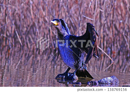 Cormorant spreading wings Cormorant spreading wings 138769156