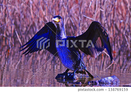 Cormorant spreading wings Cormorant spreading wings 138769159