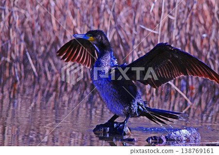 Cormorant spreading wings Cormorant spreading wings 138769161