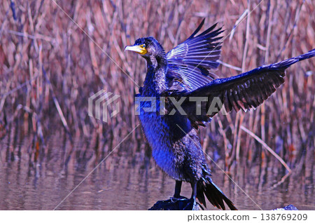 Cormorant spreading wings Cormorant spreading wings 138769209