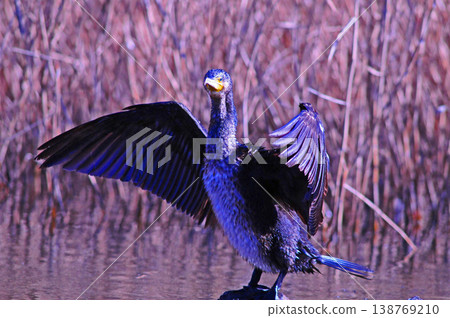 Cormorant spreading wings 138769210