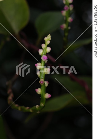 自然、植物、木耳菜,一種熱帶和亞熱帶蔬菜。據說它是在江戶時代作為觀賞植物引入日本的。 自然、植物、木耳菜,一種熱帶和亞熱帶蔬菜。據說它是在江戶時代作為觀賞植物引入日本的。 138769250