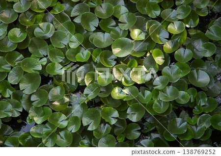 Lotus leaves Lotus leaves 138769252