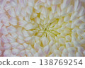 菊花瓣 138769254