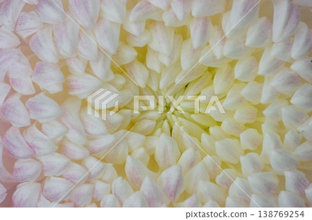 Chrysanthemum petals 138769254
