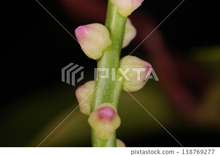 Nature, plant, Malabar spinach, a tropical and subtropical vegetable. It bears small, sparsely distributed pink flowers on thick flower stalks. Nature, plant, Malabar spinach, a tropical and subtropical vegetable. It bears small, sparsely distributed pink flowers on thick flower stalks. 138769277