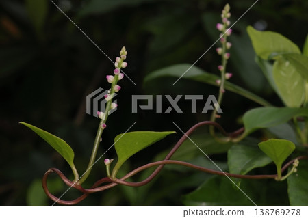 大自然,植物,馬拉巴菠菜,一種熱帶蔬菜。據說它能有效緩解疲勞,增強免疫力。 大自然,植物,馬拉巴菠菜,一種熱帶蔬菜。據說它能有效緩解疲勞,增強免疫力。 138769278