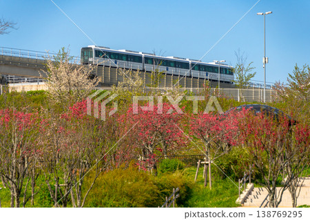 莫里科羅公園的春天景色,盛開的桃樹,還有利尼莫小火車穿梭其中。 莫里科羅公園的春天景色,盛開的桃樹,還有利尼莫小火車穿梭其中。 138769295