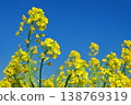 強姦開花發光在藍天 138769319