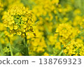 景觀與油菜花 138769323