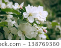 Hymelingo花 138769360
