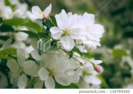 Hymelingo flowers 138769360