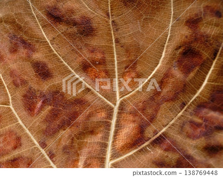 Detailed Macro Photograph Capturing Leaf Veins And Color Spots Accurately 138769448