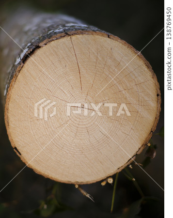 Freshly Cut Pine Wood Shows Detailed Grain And Natural Markings Freshly Cut Pine Wood Shows Detailed Grain And Natural Markings 138769450