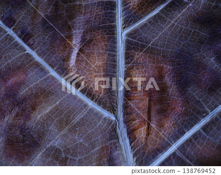Cinematic Leaf Vein Textures Enhance Technological And Editorial Visuals 138769452