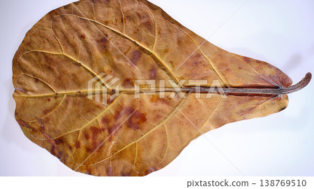 Simple Studio Shot Emphasizing Delicate Leaf Structure And Shadows 138769510