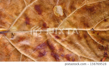 Radiant Orange Leaf Showcasing Delicate Vein Patterns And Colors 138769528
