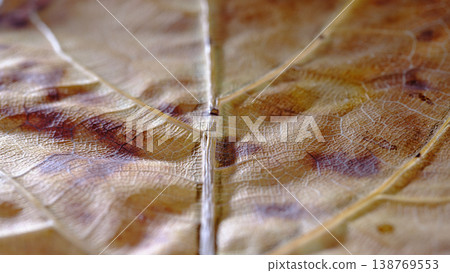 Microphotograph Showcasing Leaf Vein And Subtle Color Shifts 138769553
