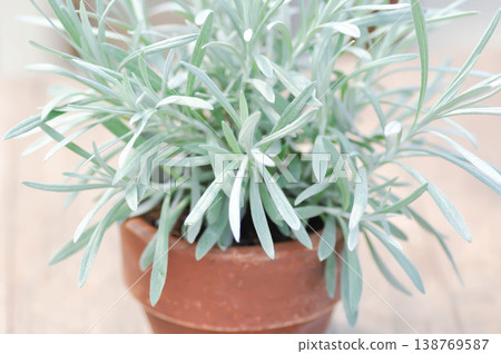 Curry Plant, Helichrysum or Helichrysum italicum or Immortelle plant Curry Plant, Helichrysum or Helichrysum italicum or Immortelle plant 138769587