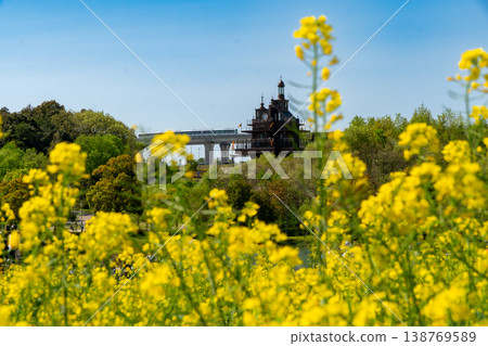 吉卜力公園的春日景象:利尼莫號列車駛過一片油菜花田。 吉卜力公園的春日景象:利尼莫號列車駛過一片油菜花田。 138769589