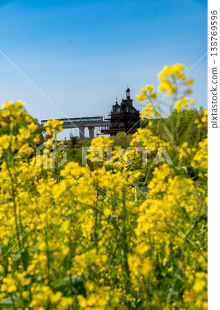 吉卜力公園的春日景象:利尼莫號列車駛過一片油菜花田。 吉卜力公園的春日景象:利尼莫號列車駛過一片油菜花田。 138769596