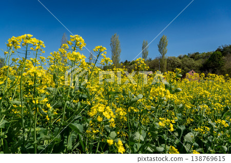 A close-up of rapeseed flowers: Yellow flowers that evoke the feeling of spring. A close-up of rapeseed flowers: Yellow flowers that evoke the feeling of spring. 138769615