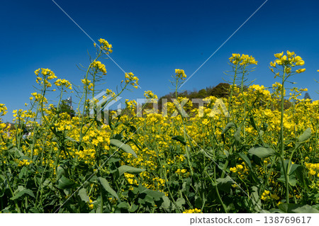A close-up of rapeseed flowers: Yellow flowers that evoke the feeling of spring. A close-up of rapeseed flowers: Yellow flowers that evoke the feeling of spring. 138769617
