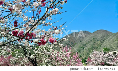 The vibrant red, white, and pink blossoms of the peach trees adorn the spring sky. <Hirugami Onsen/Achi Village, Shimoina District, Nagano Prefecture> 138769753