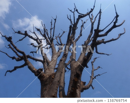 large tree  138769754