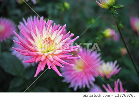 Pale pink dahlias adorn the autumn landscape, a flower garden enveloped in the refreshing air of the Chichibu Mountains. 138769763