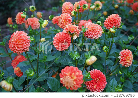 Orange dahlias blooming at the foot of Mount Chichibu: The beauty of autumn clusters with their geometrically overlapping petals. Orange dahlias blooming at the foot of Mount Chichibu: The beauty of autumn clusters with their geometrically overlapping petals. 138769796