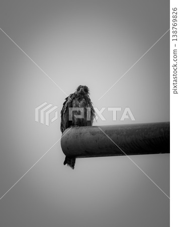 一張黑白照片,拍攝的是一隻濕濕的風箏。 一張黑白照片,拍攝的是一隻濕濕的風箏。 138769826